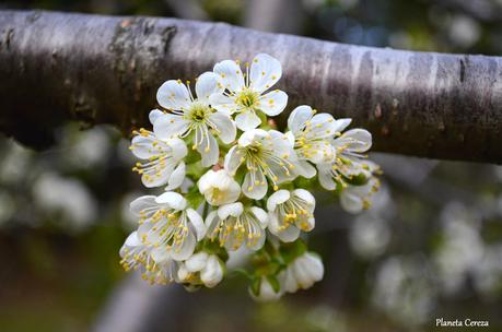 Cerezos en flor en el Valle del Tiétar