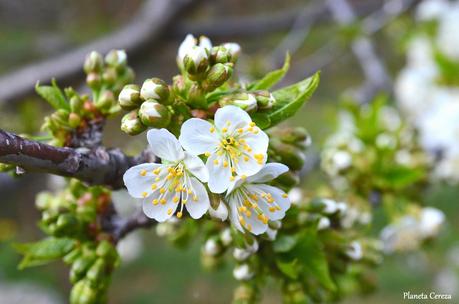 Cerezos en flor en el Valle del Tiétar