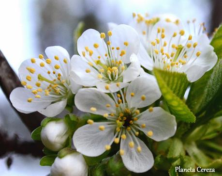 Cerezos en flor en el Valle del Tiétar