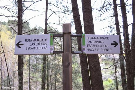 Cerezos en flor en el Valle del Tiétar