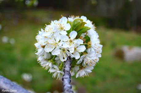 Cerezos en flor en el Valle del Tiétar