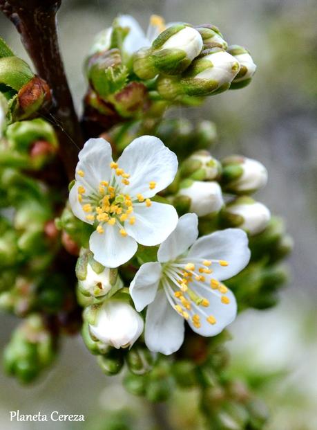 Cerezos en flor en el Valle del Tiétar