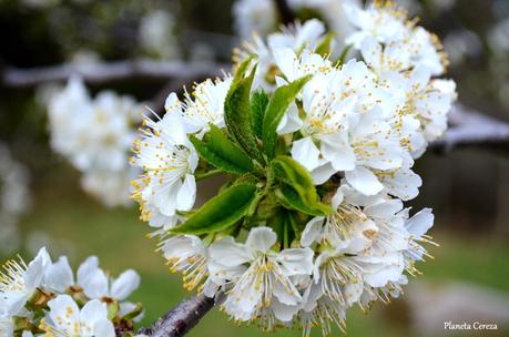 Cerezos en flor en el Valle del Tiétar