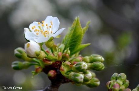 Cerezos en flor en el Valle del Tiétar