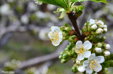 Cerezos en flor en el Valle del Tiétar