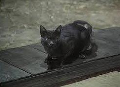 Soy un gato, de Natsume Sŏseki Película I Am a Cat, de Kon Ichikawa (1975)