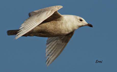 SIGUE LA GAVIOTA POLAR EN LAREDO