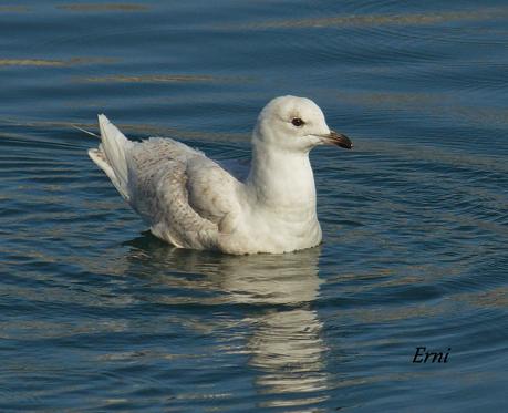 SIGUE LA GAVIOTA POLAR EN LAREDO