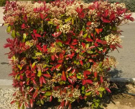 Fotinia red robin, un arbusto elegante y colorido.