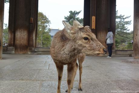 Nara, Todaiji y ¡los ciervos asesinos!