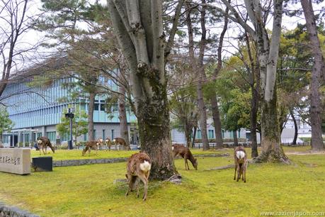 Nara, Todaiji y ¡los ciervos asesinos!
