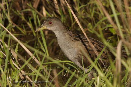 Burrito grande (Ash-Throated Crake) Porzana albicollismall