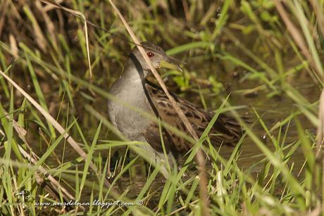 Burrito grande (Ash-Throated Crake) Porzana albicollis