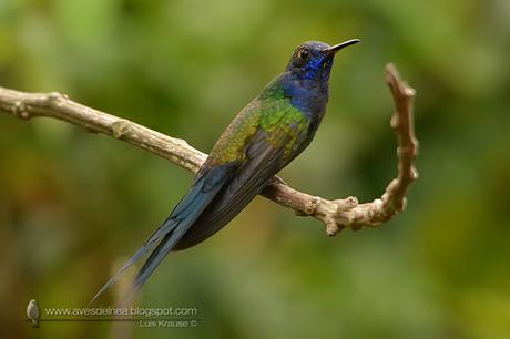 Picaflor tijereta (Swallow-tailed hummingbird) Eupetomena macroura