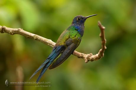 Picaflor tijereta (Swallow-tailed hummingbird) Eupetomena macroura