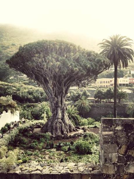 Islas Canarias – Escapada de 1 semana. Día 3: Tenerife – Visita a La Orotava, Icod de los Vinos y La Laguna (Patrimonio de la Humanidad) islas-canarias-dia2-