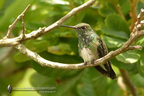 Picaflor de garganta verde (Glittering-throated Emerald) Amazilia fimbriata Picaflor de garganta verde (Glittering-throated Emerald) Amazilia fimbriata