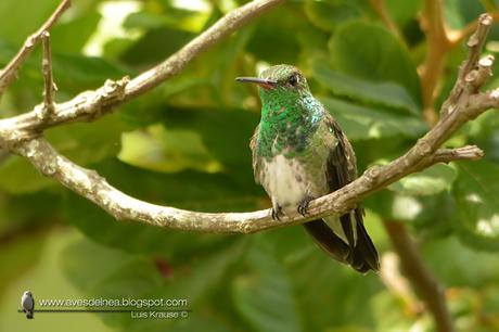 Picaflor de garganta verde (Glittering-throated Emerald) Amazilia fimbriata Picaflor de garganta verde (Glittering-throated Emerald) Amazilia fimbriata