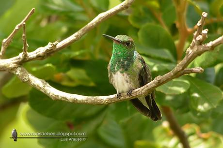 Picaflor de garganta verde (Glittering-throated Emerald) Amazilia fimbriata Picaflor de garganta verde (Glittering-throated Emerald) Amazilia fimbriata