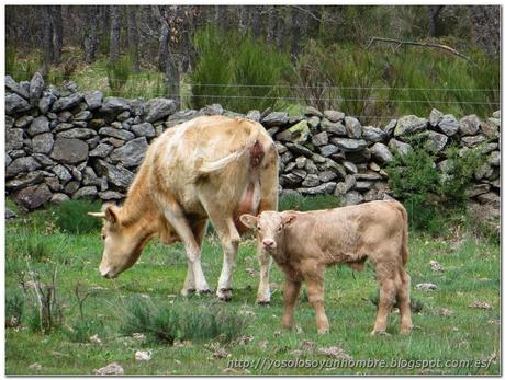 La vaca y la ternera, tuvimos que cruzar por su salón.