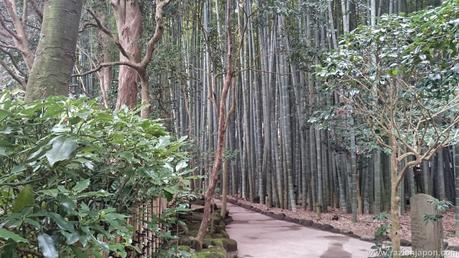 El Templo HOKOKUJI en Kamakura (Bosque de bambú)