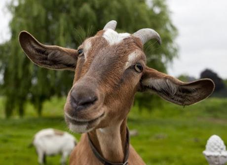 animales que salvaron vidas humanas