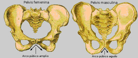 pelvis masculina femenina