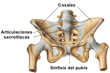 Foto 1 pelvis