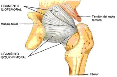 Foto 3 ligamentos cadera