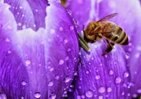 FOTOS: ABEJAS TRABAJANDO - PHOTOS: WORKING BEES.