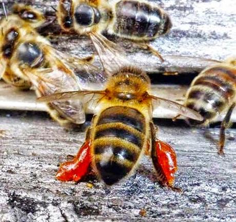 FOTOS: ABEJAS TRABAJANDO - PHOTOS: WORKING BEES.