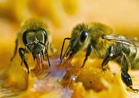 FOTOS: ABEJAS TRABAJANDO - PHOTOS: WORKING BEES.