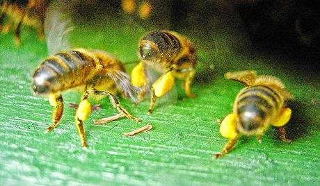 FOTOS: ABEJAS TRABAJANDO - PHOTOS: WORKING BEES.