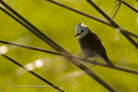 Lavandera (White-headed marsh-Tyrant) Arundinicola leucocephala