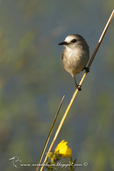 Lavandera (White-headed marsh-Tyrant) Arundinicola leucocephala