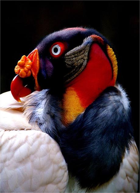 King Vulture