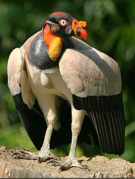 King Vulture