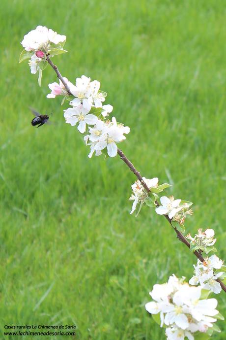 flor abeja frutal