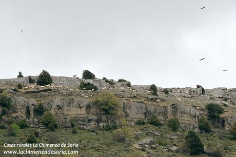 ovejas en la sierra de costalago