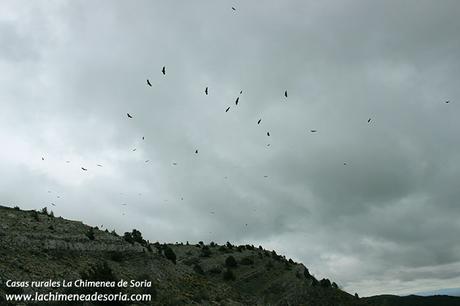 buitres parque natural canon rio lobos 2