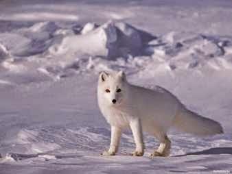 Zorro blanco Zorro blanco