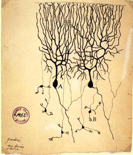 El Nobel que Santiago Ramón y Cajal nunca recibió El Nobel que Santiago Ramón y Cajal nunca recibió
