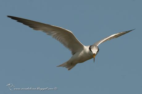 Gaviotín chico común (Yellow-billed Tern) Sternula superciliaris