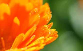 Caléndula para las encías sangrantes Caléndula para las encías sangrantes