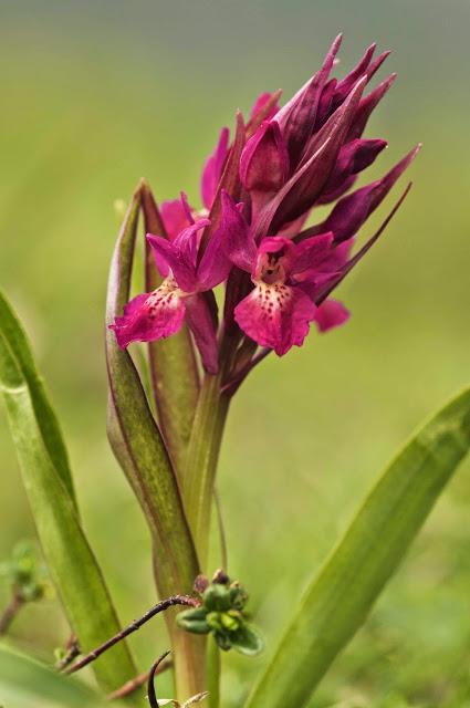 Disfrute desinteresado Disfrute desinteresado