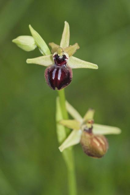 Disfrute desinteresado Disfrute desinteresado