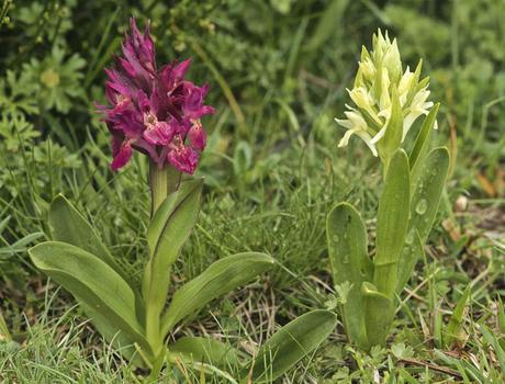 Disfrute desinteresado Disfrute desinteresado