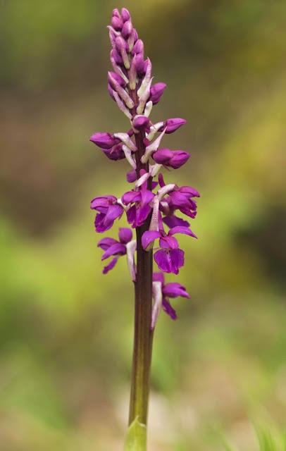 Disfrute desinteresado Disfrute desinteresado