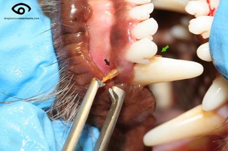 Cuidado con las espigas! Cuidado con las espigas!