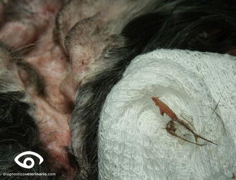 Cuidado con las espigas! Cuidado con las espigas!